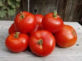 Listing50 Seeds Sasha&#39;S Pride Tomato Tomatoe Vegetable Edible Canning Fresh Gard - $9.32