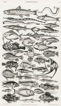 12914.Decor Poster.Home Wall art.1774 Goldsmith animal illustration.Many fish - £12.74 GBP+