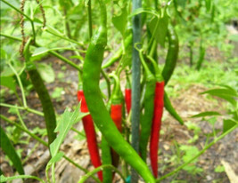 USA SELLER 200 Red Cayenne Chili Peppers Seeds Long Fast Shipping - $16.27