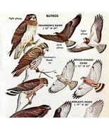 Buteo Hawk Varieties And Types 1966 Color Bird Art Print Nature #2 ADBN1Q - $28.01 CAD