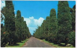Florida Postcard Palm Beach Australian Pines Wells Road  - £1.69 GBP