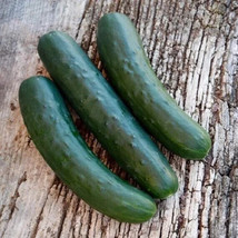 Fresh Seeds 25 Seeds Genuine Cucumbers Planting Easy To Grow - $7.32