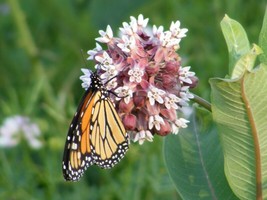 100+ Common Milkweed Seeds, Asclepias Syriaca, Food For The Monarch Butterflies  - £7.26 GBP