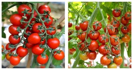 10 Bags (100 Seeds / Bag) of &#39;Waterfall&#39; Tomato Seeds for Strong Yields - £21.32 GBP