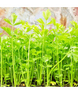10000 Seeds Bulk Celery | Microgreen Vegetables For Sprouting Or Plantin... - $16.61 CAD