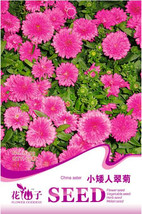 New Fresh Pink China Aster Flower Seeds Pack 50 Seeds / Pack Callistephus Chinen - £4.51 GBP