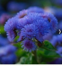 Grow In US Ageratum Dondo Blue Flower Seeds - £6.09 GBP