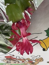 Christmas Cactus Red Succulent Starter Plant - $3.99
