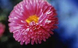 Aster Rainbow Flower Seeds 100 Seeds Vivid Bright Blooms Fresh Seeds Gar... - $5.38