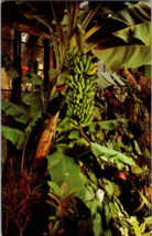 Edible banana, Tropical Terrace Garden, Longwood Gardens - Kennett Square, PA - £5.34 GBP