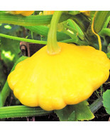 SML Wild Pineapple Seeds For Planting 10 Seeds Bromelia Pinguin Bulk Seeds - $348.23 MXN