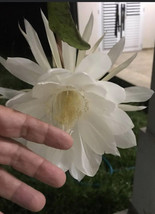 3 Cuts Queen Of Night Epiphyllum White Flower Orchid Cactus Succulents 5... - $19.79