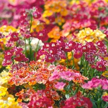 Nemesia Seed Assortment 30+ - Create a Rainbow Garden, Ideal for Home Gardening  - £6.85 GBP