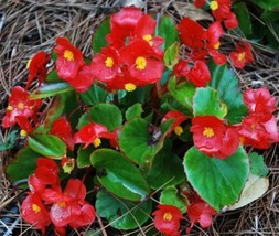 Begonia Seeds Wax Red Begonias Wax Begonias Non Gmo Flower Seeds 75Ct - £6.31 GBP