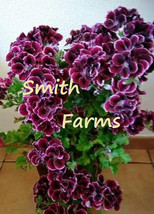 New Fresh 25 Seeds Purple Martha Washington Germanium Flowers Lots Of Blooms Gar - $10.50