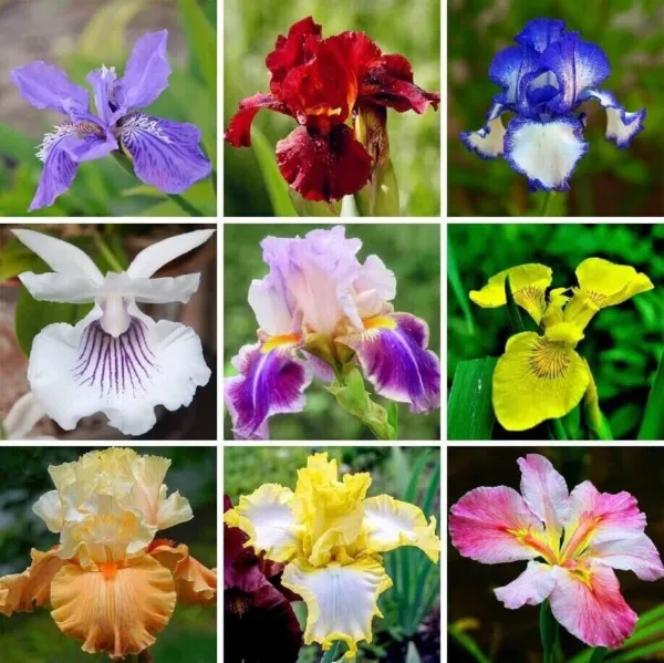 Multi Varieties Iris 50 Seeds Iris Fresh Garden - £9.88 GBP