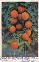 A Cluster of Oranges 1905 UDB San Diego to Randall Kansas Postcard E10 - $3.99