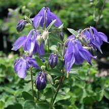 35 Columbine Aquilegia Purple Alpina Seeds Flower Perennial - £14.35 GBP