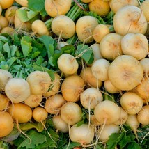 Premium Golden Ball Turnip Seed Selection - Harvest Your Own Golden Turnips, Ide - £3.99 GBP