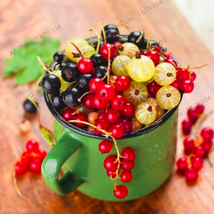 Red Currant Fruit Plant Pan American Gooseberry Flores Lantern Fruit Plantas See - $10.87