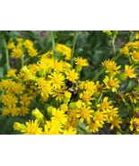 100 Stiff Goldenrod Seeds Native Wildflower Drought Heat Cold Autumn Flo... - £9.38 GBP