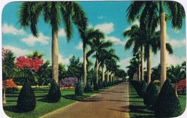 Postcard Stately Palms &amp; Australian Pines Florida - £3.91 GBP