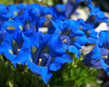 Sale 15 Seeds Blue Stemless Gentian Gentiana Acaulis Kochiana Flower  USA - $9.90