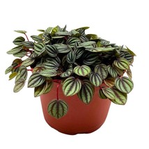 Peperomia Piccolo Banda in a 6 inch Pot - $32.51