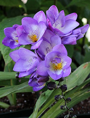 40 Seeds Freesia Flower Purple Flowers Item image 2