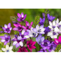 5Pcs Babiana Stricta Seeds Iridaceae Pretty Flowers Garden USA Seller - £15.97 GBP