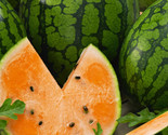 25 Tendersweet Orange Watermelon Seeds Fast Shipping - $8.99