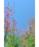 10 Seeds-Pink Cedar Tree-Indian Ash -Tropical Container Acrocarpus fraxinifolius - $4.99