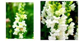 3,000 Seeds Tall White Snapdragon Seeds Home and Gardening - £25.15 GBP