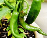 Bogo 1/2 Off Guajillo Chili Pepper Seeds Nongmo Fresh Harvest Fast Shipping - $8.99