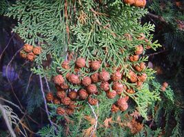 Hinoki Cypress Cones for Crafts 20 Cones Chamaecyparis - $214.10 MXN