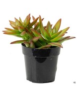 Sedum Adolphii Firestorm Succulent potted, established! So easy to grow ... - €7,71 EUR