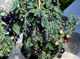 USA SELLER 50 Seeds Black Cherry Babies Tomato S Juicy Vegetable Fast Shipping - £8.29 GBP