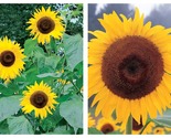 50 Seeds Sunflower Kong Flower Garden - $34.93