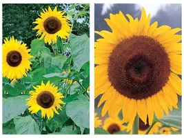 50 Seeds Sunflower Kong Flower Garden - £27.46 GBP