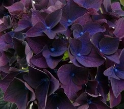 5 pcs Deep Purple Hydrangea Seed Perennial Flowers Flower Garden Seed - £10.47 GBP