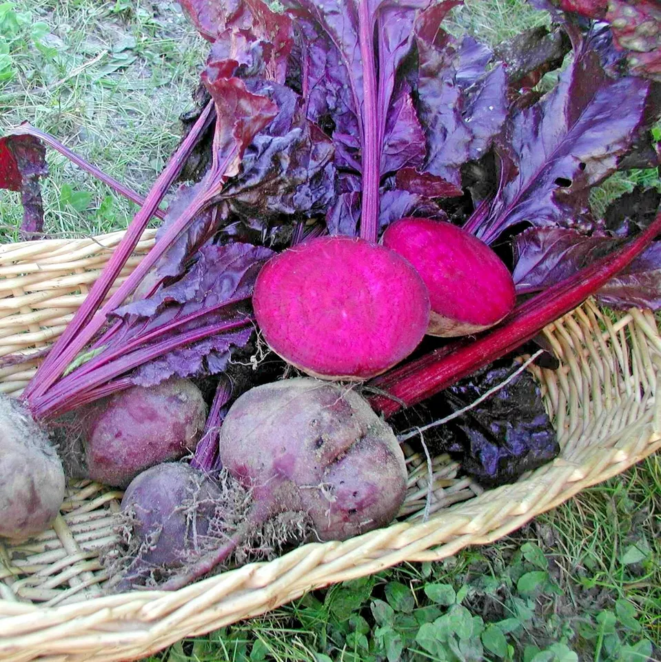 100 BLOOD BULLS BEET Seeds Heirloom Vegetable Garden  - $5.05 CAD