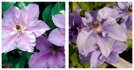 Clematis Ramona - Light Lavender Blue - 2.5&quot; Pot - £40.06 GBP