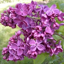 FRESH 25 Agincourt Beauty Lilac Seeds Tree Fragrant  - £6.39 GBP