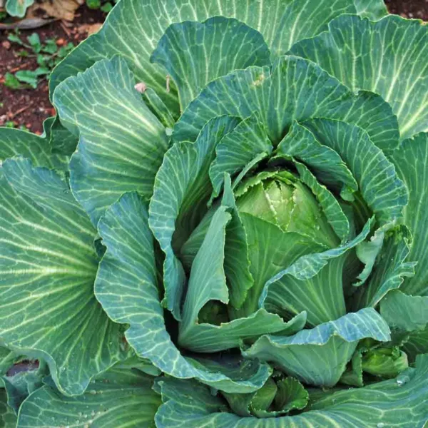 800 Cabbage Seeds Early Jersey Wakefield Heirloom Fresh Seeds - £3.80 GBP