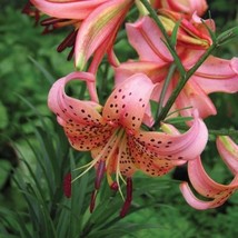 3 Tiger Lily - Pink Flavour - Bulb Size 12/14 - £32.43 GBP