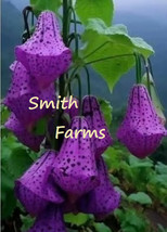 25 Seeds Dark Purple Tibetan Bell Flowers Beautiful Floral Blooms Fresh Usa Sell - £7.84 GBP