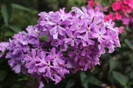 100 David&#39;S Lavender Phlox Seeds Planting Gardening USA SHIPPING - $12.96