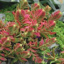 Pagoda Village succulent seeds  - $10.79