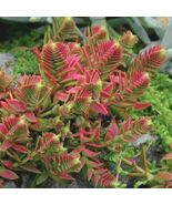 Pagoda Village succulent seeds  - $10.79