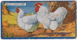 Cowan Co Toronto Card Chickens Hens White Orpingtons - £7.72 GBP